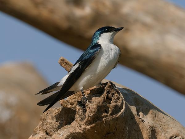 Witbuikzwaluw (Tachycineta albiventer)